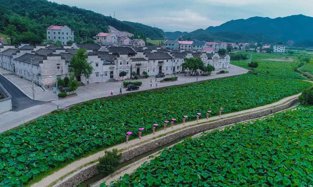 诸暨这个村藏着绝美风景,荷花,古村,随手一拍就是大片!