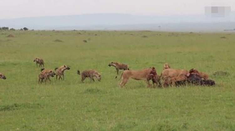 鬣狗群圍攻母獅，公獅霸氣驅趕，不愧是森林之王 未分類 第2張