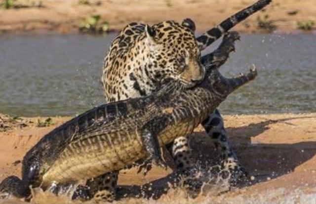 花豹獵殺「水中霸王」鱷魚，還拖進水里，實力真是不容小視 未分類 第3張