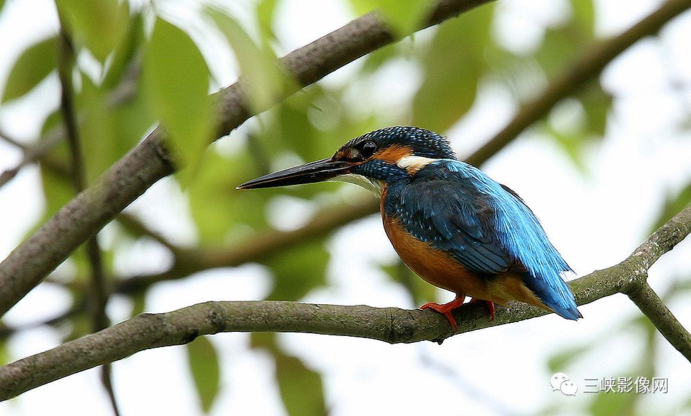 小翠相思鳥相思鳥松鴉絲光椋鳥壽帶鳥牛鷺貓頭鷹貓頭鷹老鷹藍喉太陽鳥