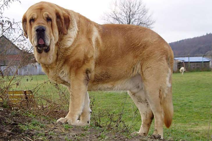 说起国内凶猛的狗种,肯定第一时间想到藏獒,这是一种大型犬,并且生性