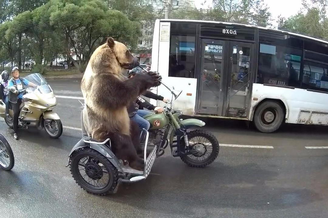 带着一头熊出去兜风 回头率一定很高