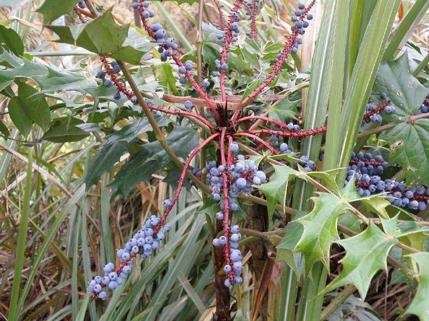 农村这种植物果子有毒