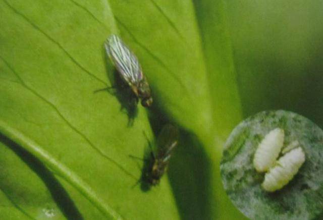 水稻潜叶蝇的危害主要是吃食叶肉(也可危害叶柄),发现成虫后,看着不声