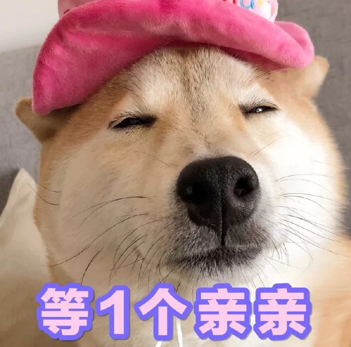 表情包|一只叫做芋圆的魔性柴犬