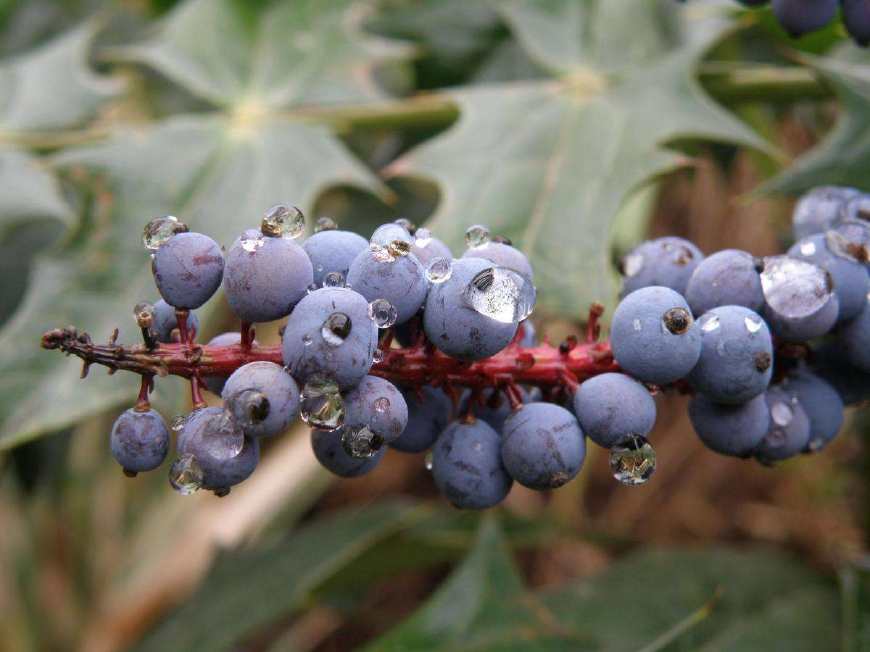 农村这种植物果子有毒