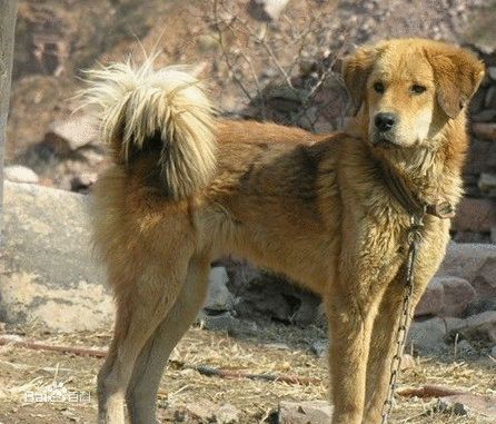 鄂倫春獵犬 智商極高,不喜歡叫,看上去蠢萌的樣子對待小孩子特別友善.