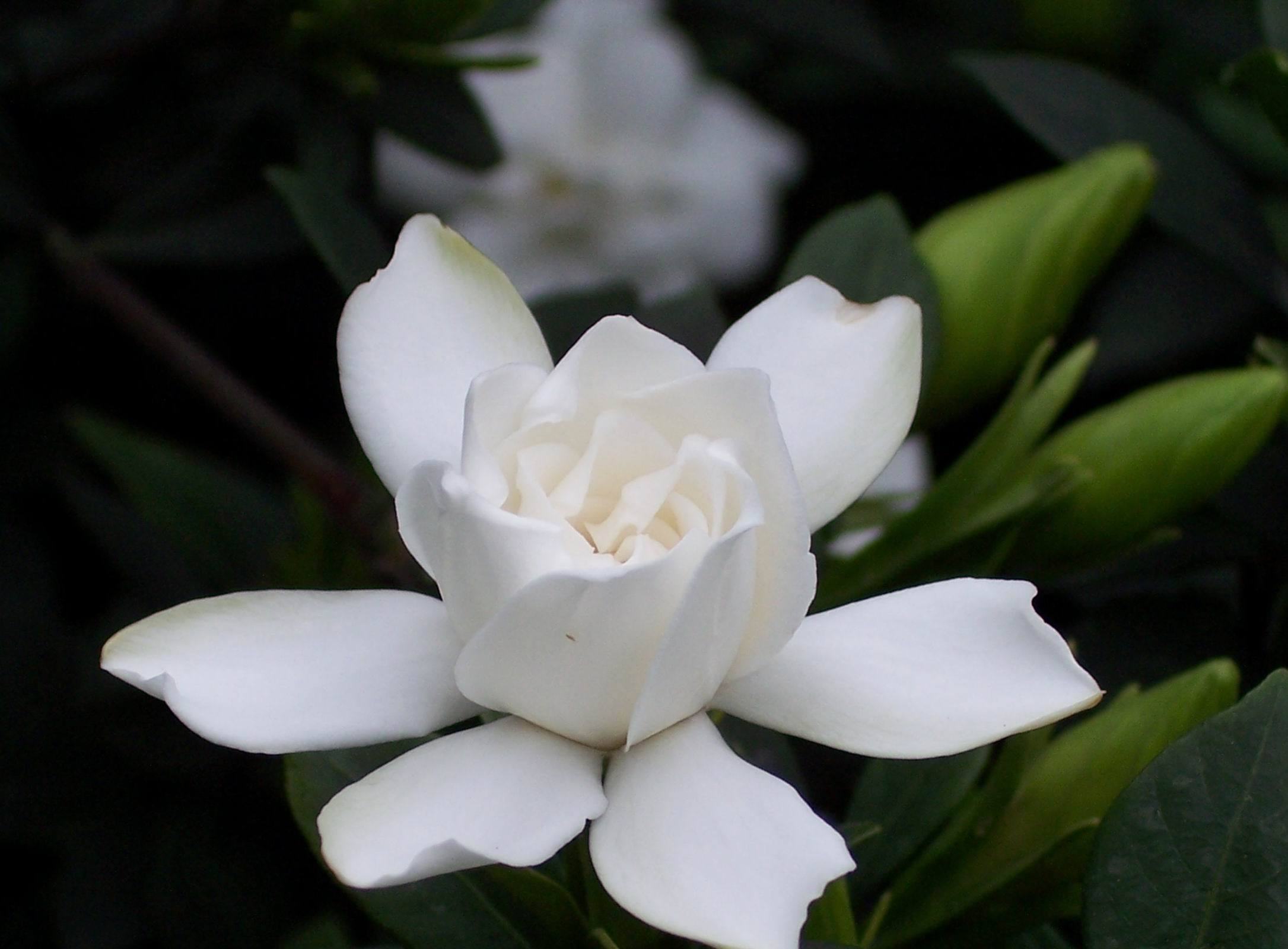 夏季如何养好栀子花几禾花舍