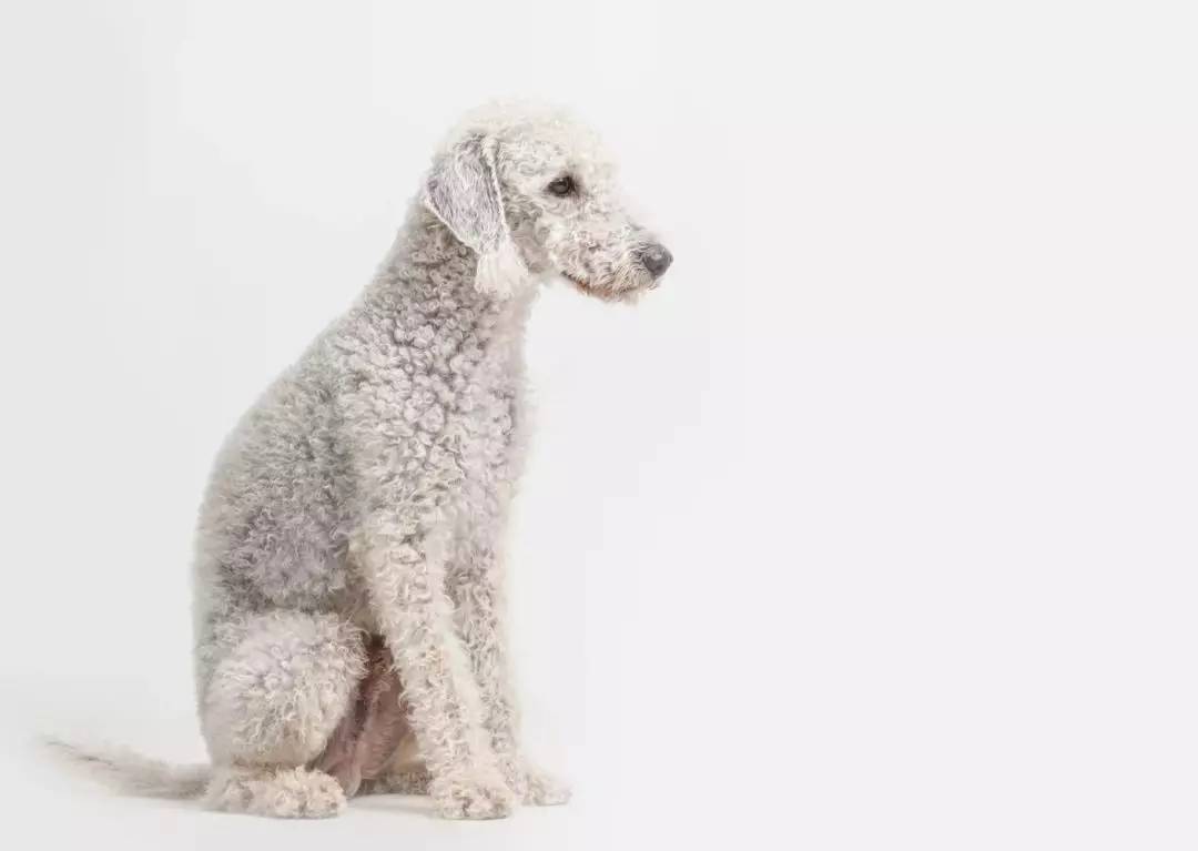 名犬鉴赏——贝灵顿梗,秒变异形的小绵羊