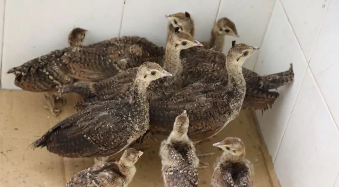 辰山植物園獲贈10只藍孔雀幼鳥,預計兩週後可與遊客見面