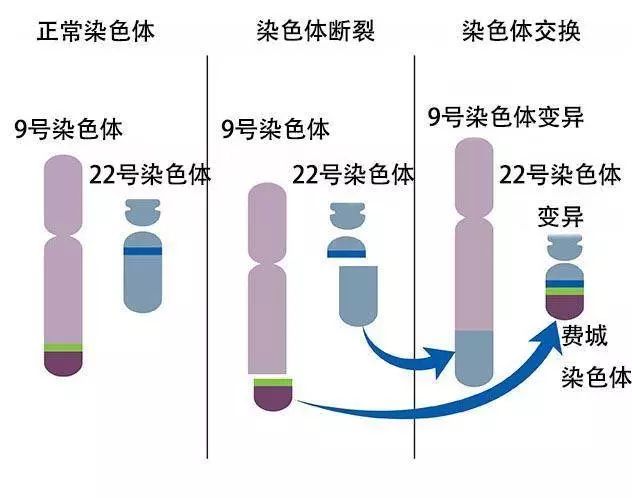 染色体断裂图片