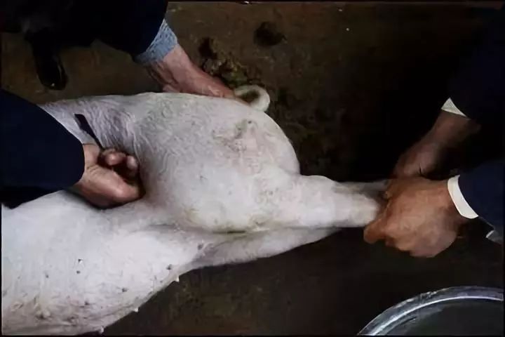 阉割母猪,需要在猪的下腹部后腿前面的肋窝处斜拉一道寸余长的口子
