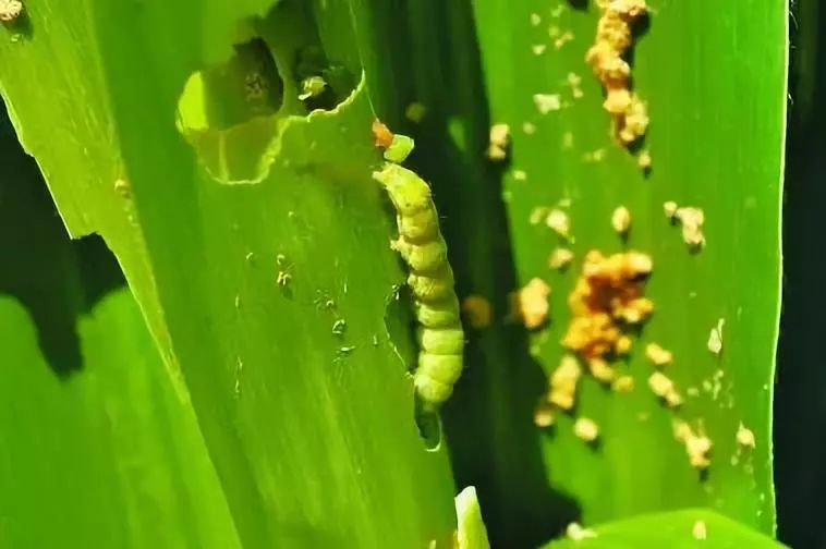 防治方法:產卵初期釋放赤眼蜂滅卵,或卵孵化盛期噴灑蘇雲金桿菌製劑