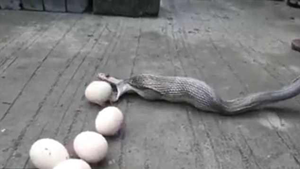 眼镜蛇一口气吞9颗蛋被抓到后乖乖吐出赃物