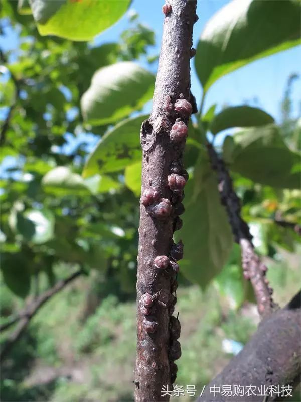 头疼害虫之一柑橘红蜡蚧危害进行时