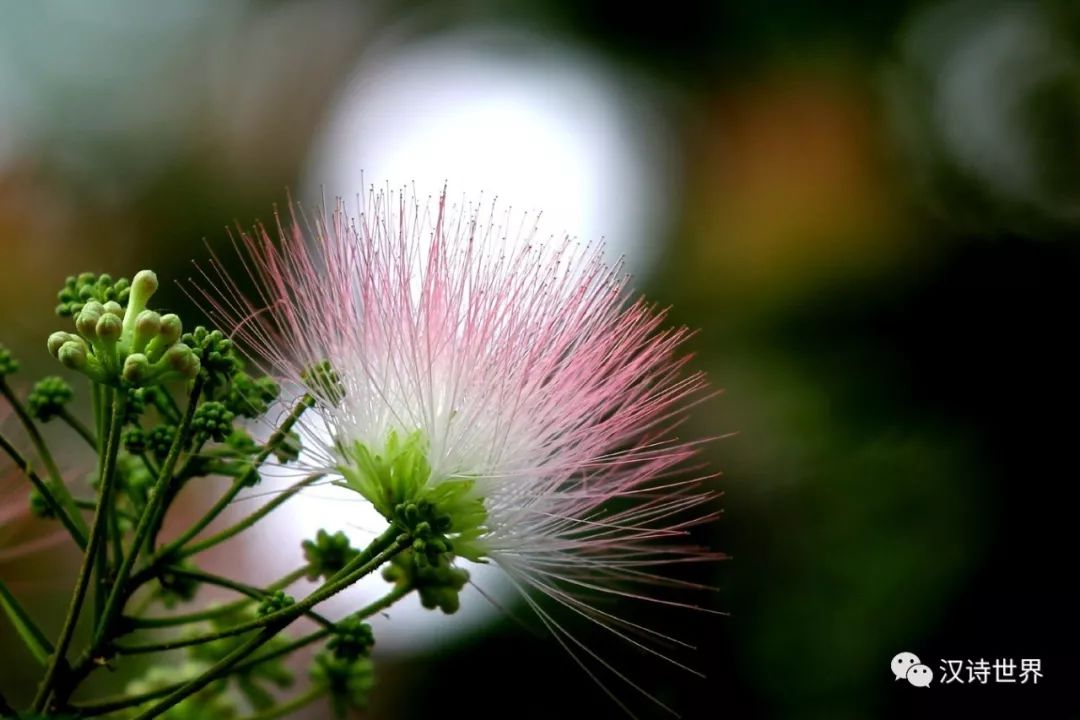 季羡林《马缨花》赏析(马缨花节选阅读答案)