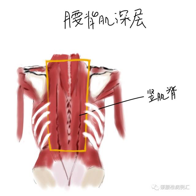 腰背肌是一個肌群的總稱,可以分為淺層和深層.認識一下腰背肌