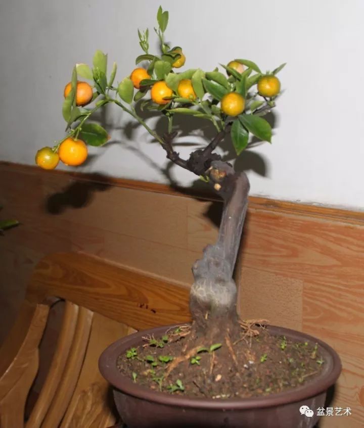金钱橘养殖方法盆栽图片