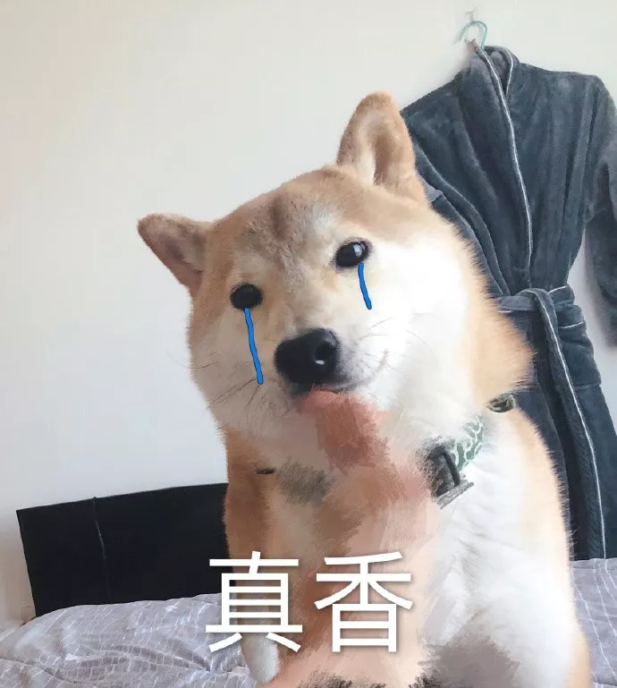 表情包|一只叫做芋圆的魔性柴犬