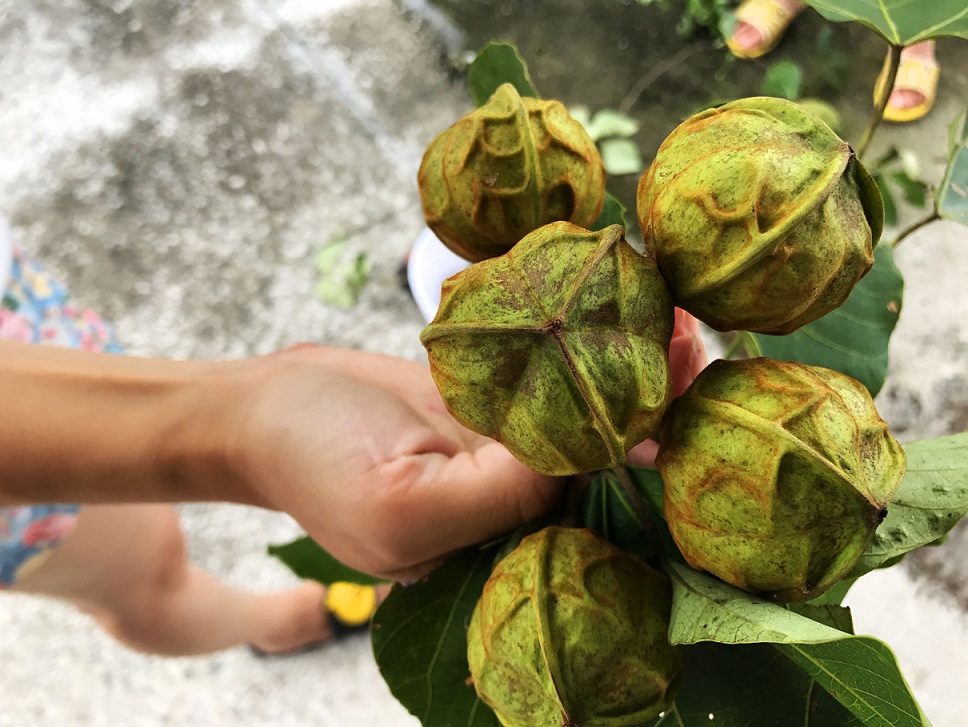 農村一種珍稀樹木50年前堪比紫檀人稱柴油樹