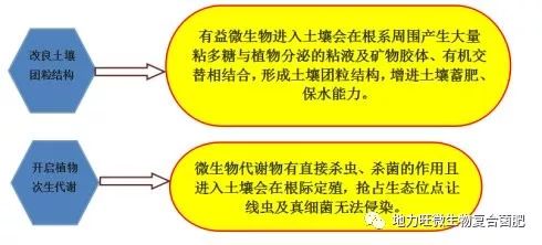 2,侵染和傳播途徑:真菌病害的侵染循環類型最多,許多病菌可形成特殊的