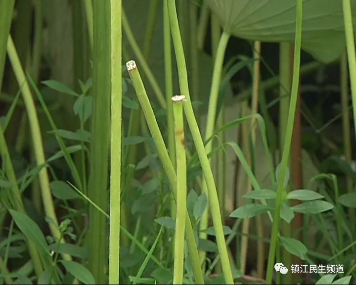 只剩下了光秃秃的茎秆,还是有很多荷花紧靠廊桥,河岸边"文明赏荷