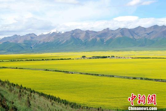 李隽 摄来自青岛的游客吕善才告诉记者,青海清新的空气和美丽的花海