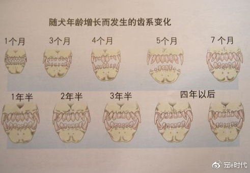 1,牙齿的磨损和脱落情况狗生后十几天即生出乳齿,两个月以后开始由