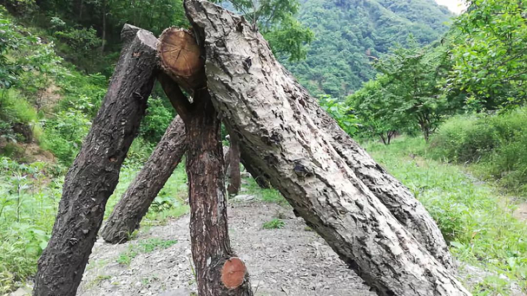 地上的▲有依据山势摊开的▲去山谷看柞树木耳地栽木耳一般是企业在做