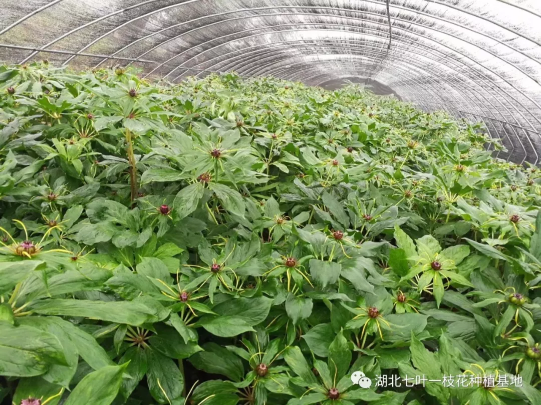 重楼种植效益图片