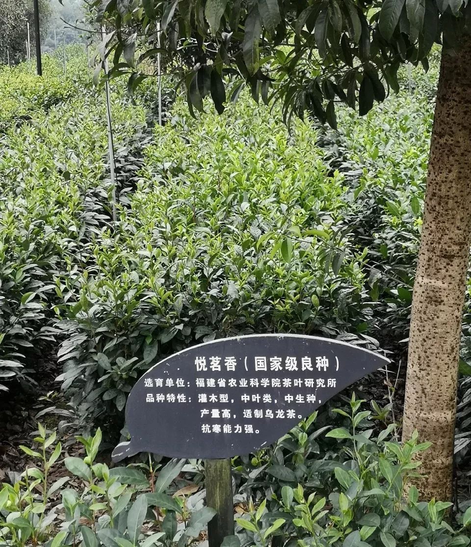 牛碾坪茶叶图片