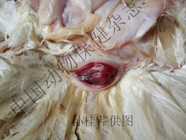 母鸡的泄殖腔图图片