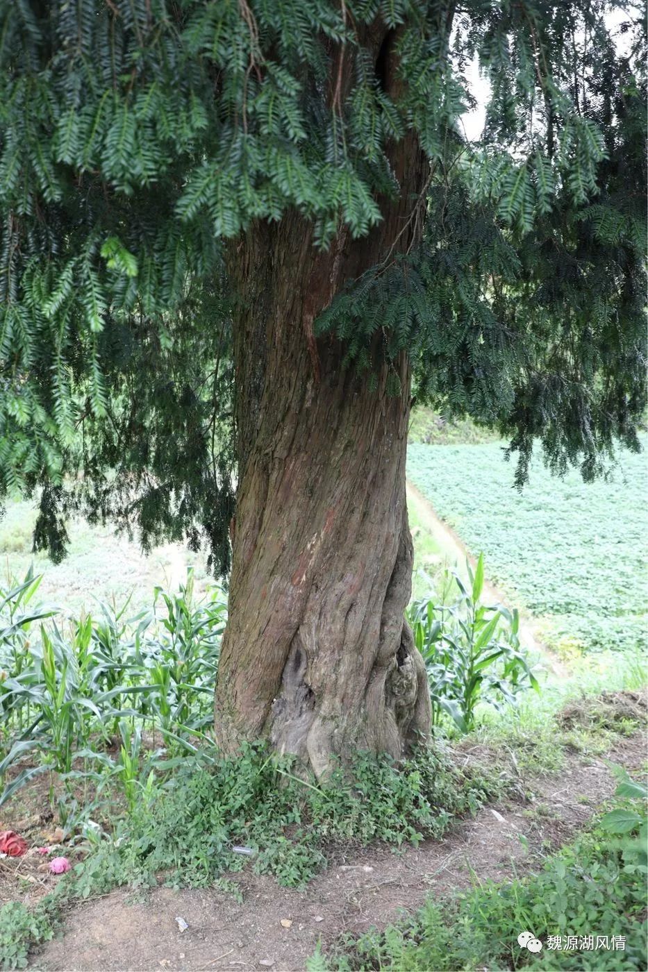 六都寨镇西山有棵500年树龄的超大红豆杉古树