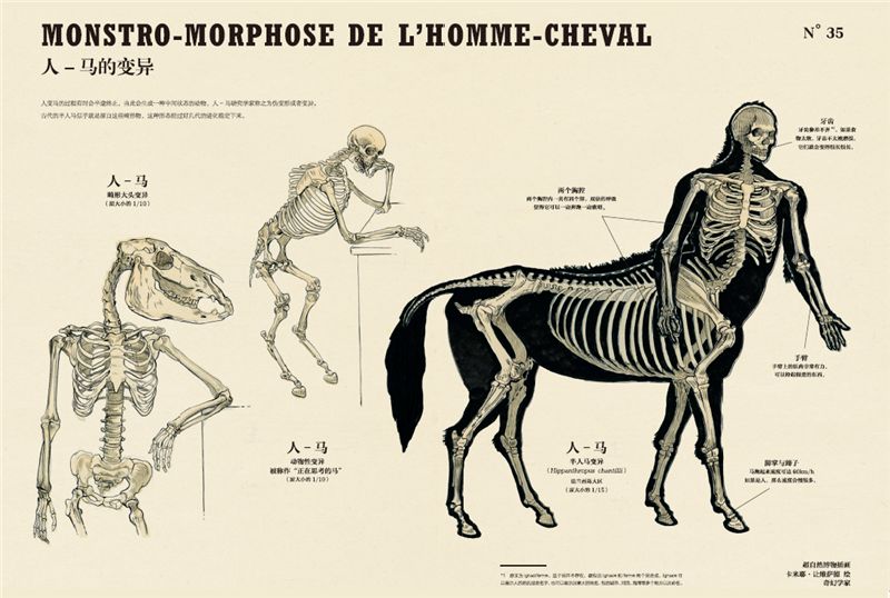 大幅手繪解剖圖,解構奇幻動物