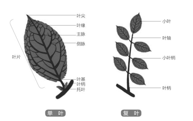 单叶复叶简图图片