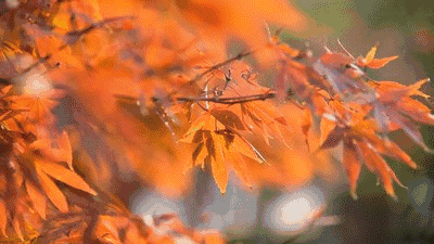 秋叶动态图图片