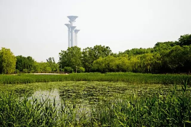 北京最美的溼地公園,夏日清涼好去處.