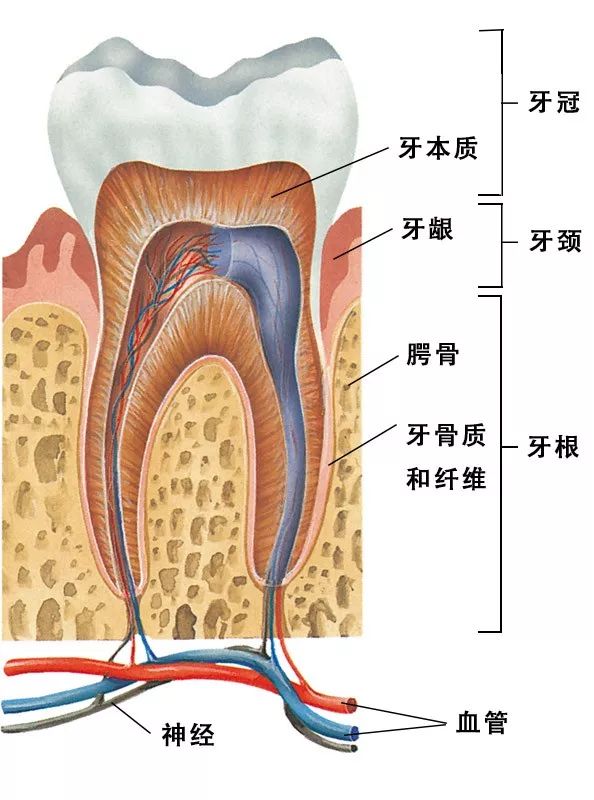 牙根藏在口腔中的下颌骨里,由牙骨质和粗纤维固定着