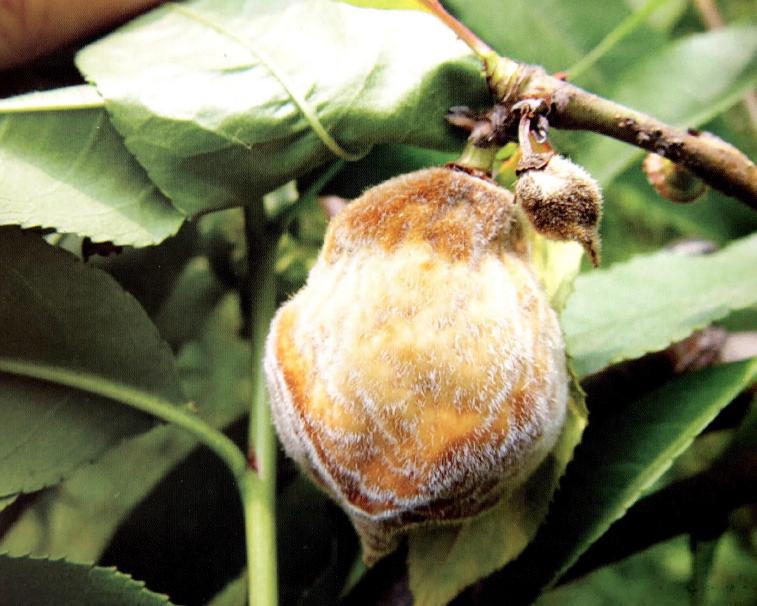 绿色种植管理规程之桃树褐腐病的识别和防治