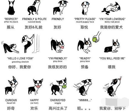 狗狗的10大肢体语言，你真的读懂了吗？(图2)
