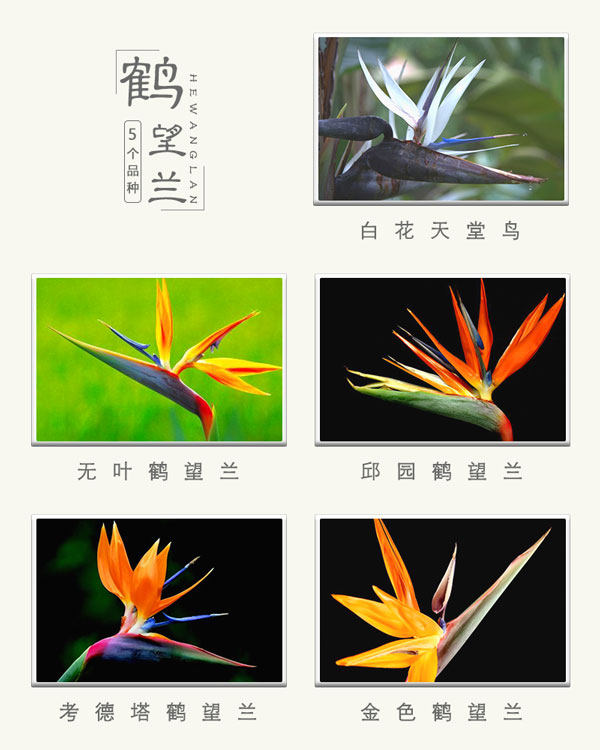 花卉珍品——鹤望兰