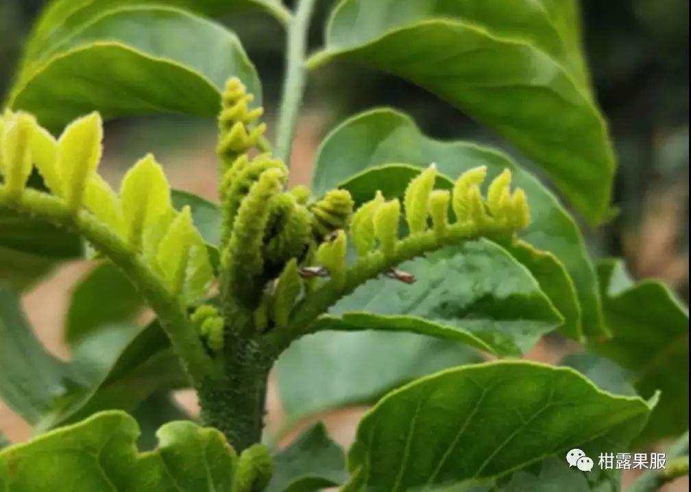 警報已有果園發現大量木蝨78月木蝨防治刻不容緩