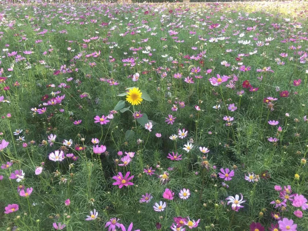 還記的田村的油菜花海嗎?如今變成