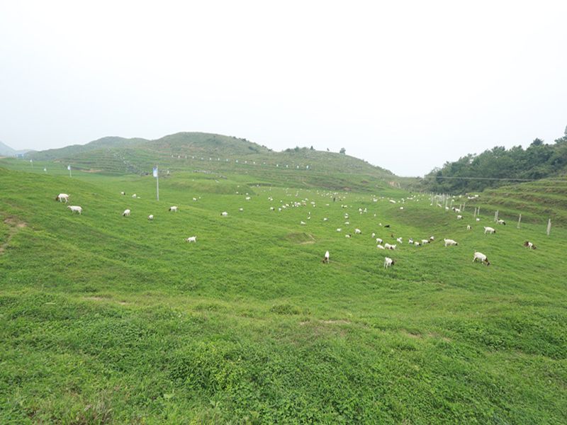 许家坝镇许家坝村图片