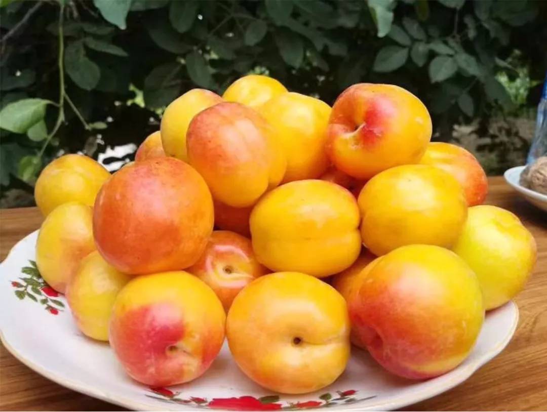 泰国甜瓜柑橘农场 库存照片. 图片 包括有 新鲜, 庭院, 工厂, 产物, 点心, 字段, 果子, 五颜六色 - 229940690