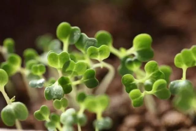 油菜的高产种植方法