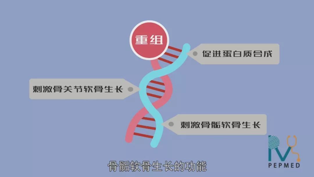 發揮促進蛋白質合成,刺激骨關節軟骨和骨骺軟骨生長的功能