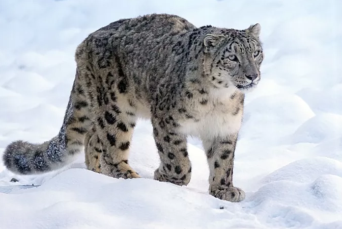 雪地中的4种猫科动物 雪豹尾巴最长 猞猁尾巴最短 东北虎最胖