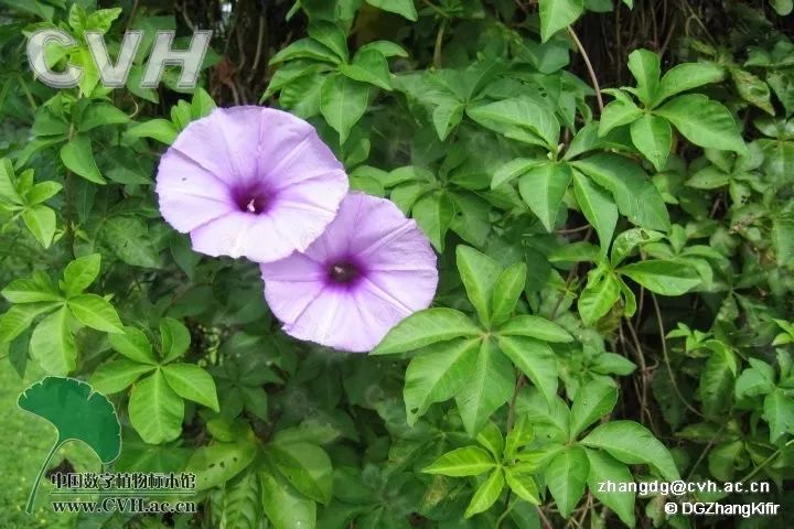 牽牛的單葉(圖源:ppbc中國植物圖像庫)五爪金龍的複葉(圖源:ppbc中國