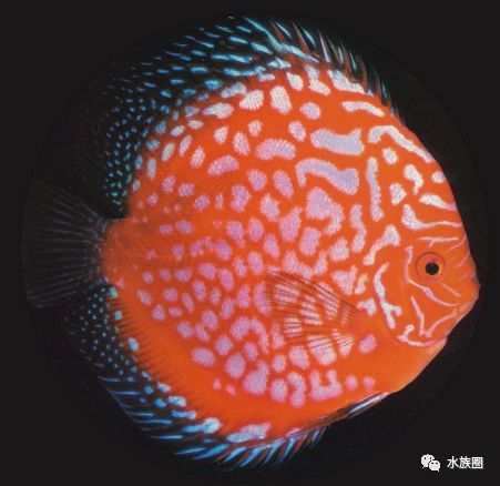 七彩鱼区分公母图片